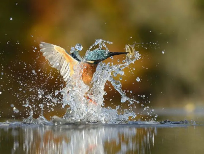 The photographer used to visit the kingfishers' nesting spot about twice a day, around 100 days a year