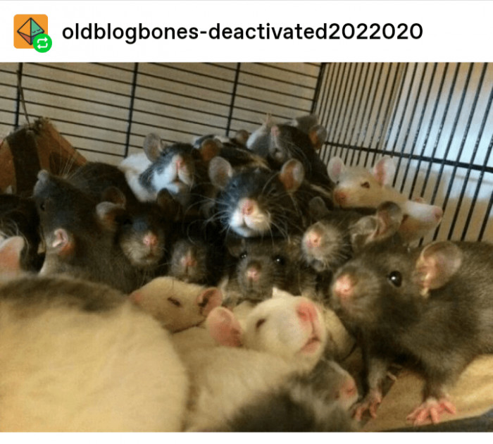 15. A family of whiskers