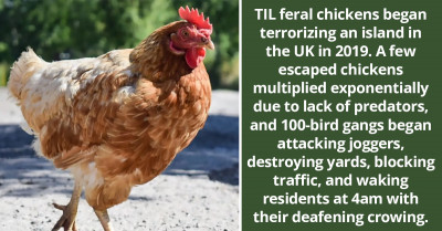 The Insane Story About Feral Chickens That Once Terrorized An Island In Europe