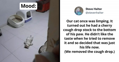 21 Hilarious Dog And Cat Posts From The Internet That Leave You Rolling With Laughter