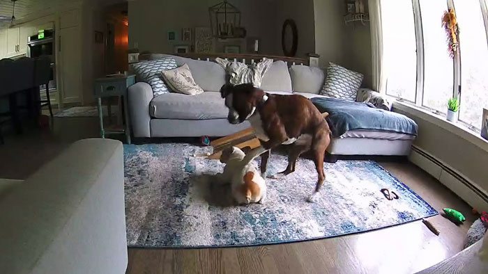 Not all heroes wear capes. Some just have four paws and perfect timing.
