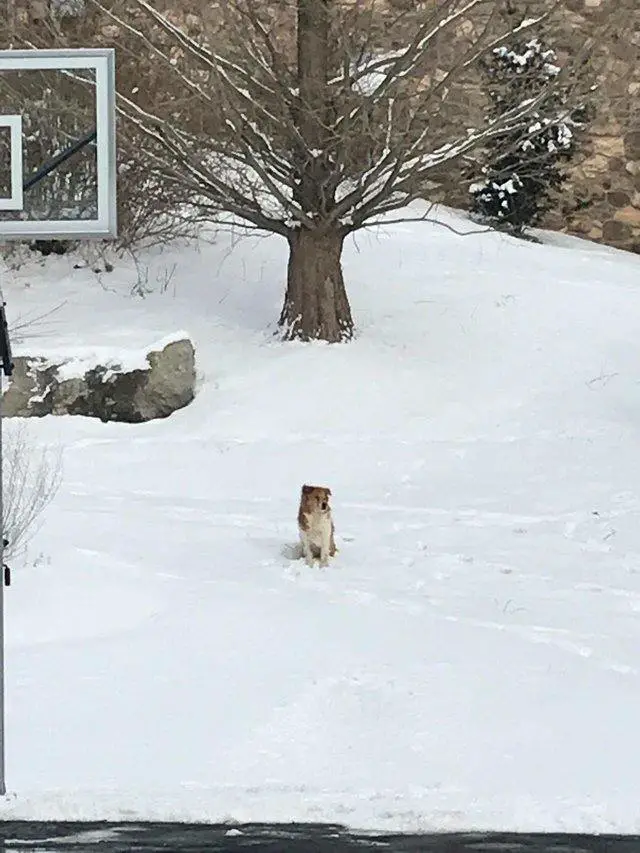 The dog waited alone in the snow for days, hoping her family would return.