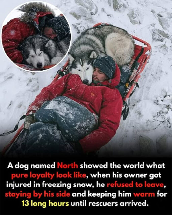 19. A dog named “North” braved freezing mountains to stay by his injured owner’s side till rescuers arrived