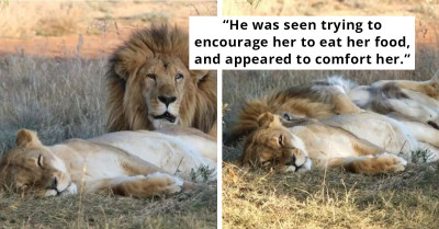 This Male Lion Remains Loyal To His Sick Companion Until The End