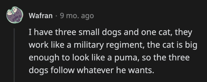 13. I would follow the cat's lead, too, if it's as big as a puma