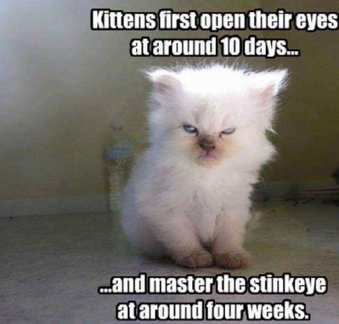 13. And then they use the stink eye forever.