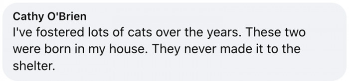 8. These two fostered cats never saw the shelter
