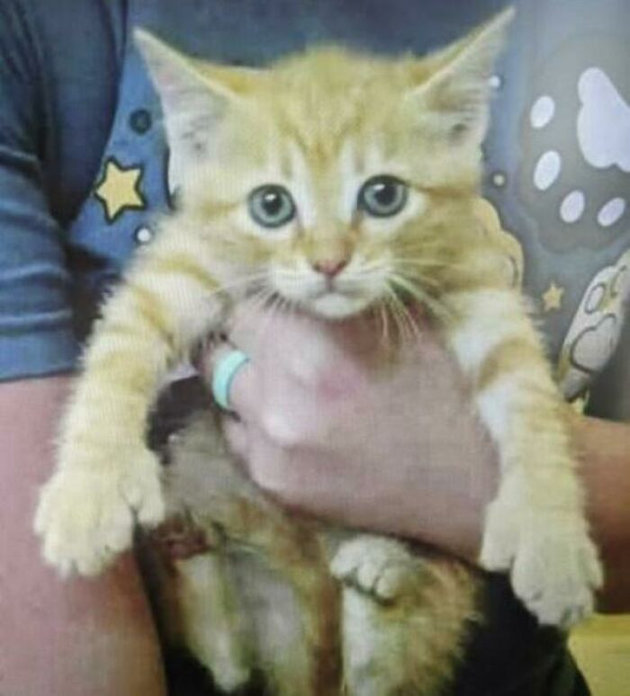 50. "My kitten's mugshot from the humane society we adopted her from."