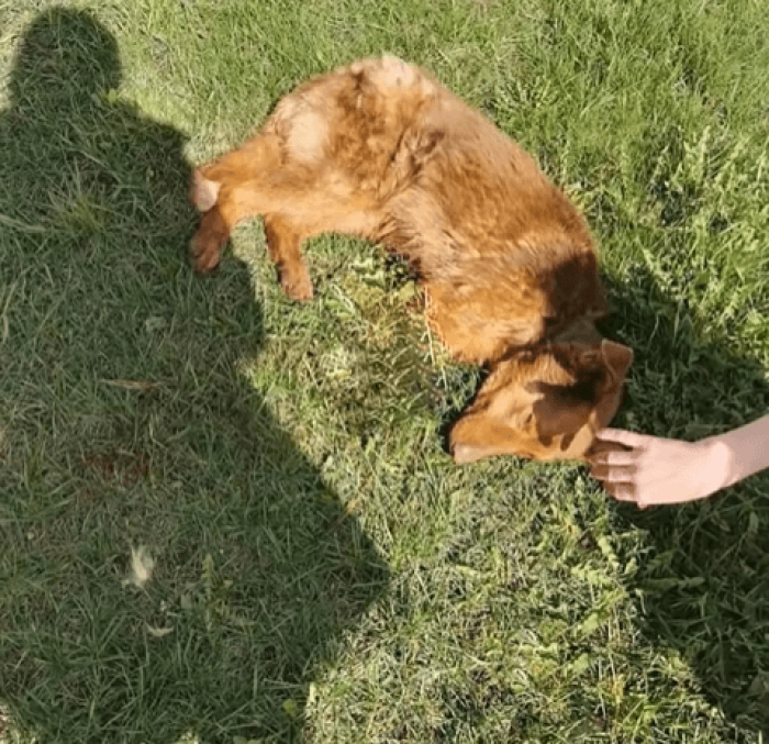 Oksana Savchuk is a Russian animal rescuer with remarkable experience and an unending love for animals. One day, her team stumbled upon an exhausted Shepherd lying on the sidewalk.