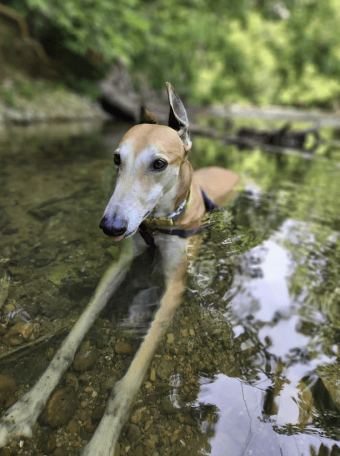 4. A day in the creek is pure bliss for this Greyhound.