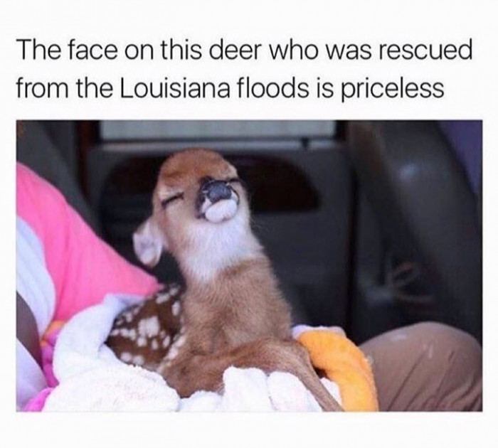21. The deer is just so relieved to be saved, and the face tells it all