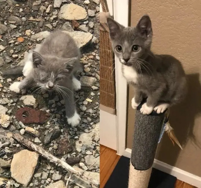 2. It was just a month ago when this kitten was found abandoned in a forklift but she looks healthier already
