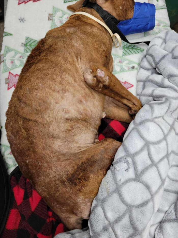 Emmy was malnourished and covered with fleas and pressure sores