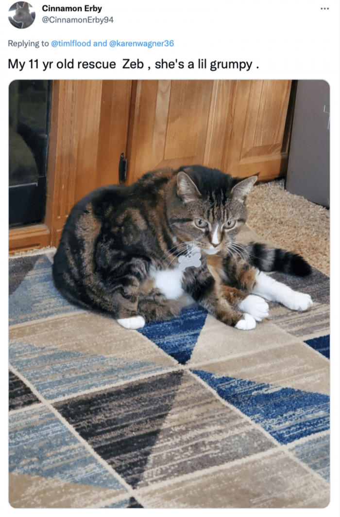 3. Who doesn't love a grumpy rescue? We certainly love 'em.