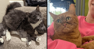 18 Purrfect Cat Posts That Are Full Of Cuteness, Laughter, Rescues, And Appreciation All In One