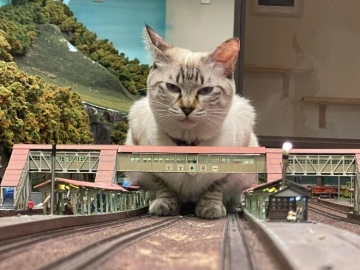 The felines do not always terrorize Naoki Teraoka's train sets
