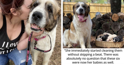 Rescue Dog Adopts 6 Orphaned Puppies, Making Her Super Mom of 17 Adorable Babies