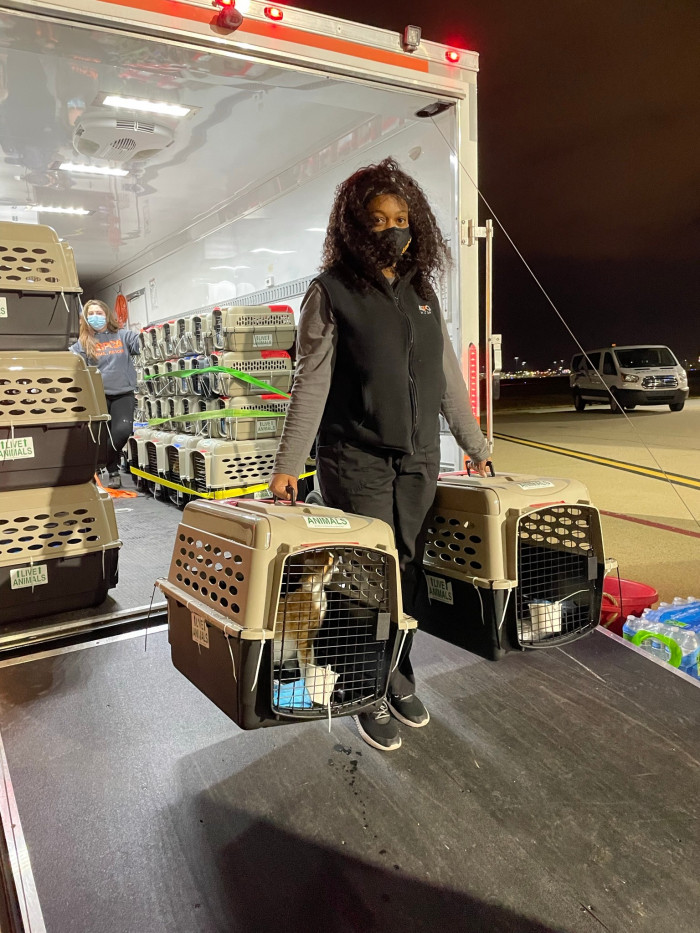 On the morning of the flight, the KHS staff and volunteers prepared 100 cats for the plane ride to Massachusetts.