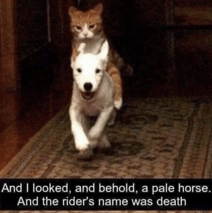 11. Not a nice name for a cat. But somehow, it's weirdly appropriate for the scene...