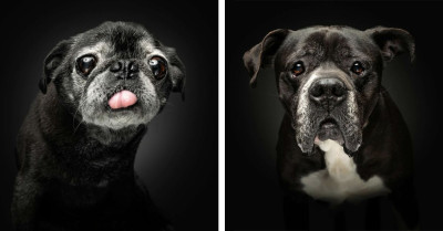 Photographer Captures 22 Beautiful Photos of Senior Dogs That Celebrate Years of Love and Loyalty