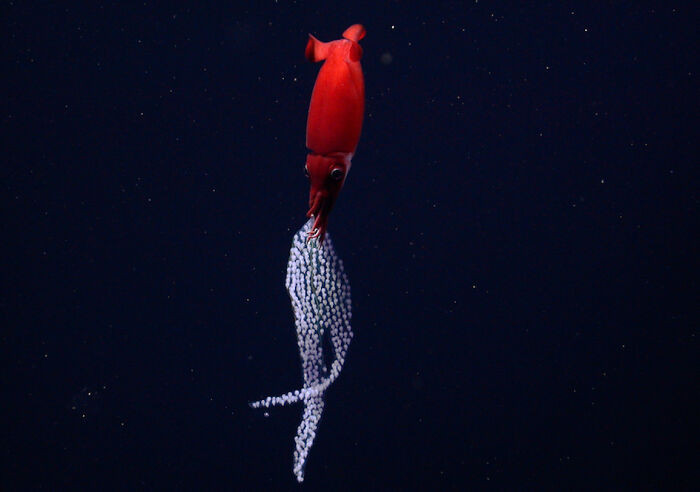 Deep-Sea Squid
