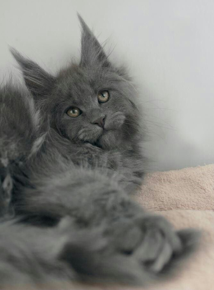Does the coat change as a blue Maine Coon grows?