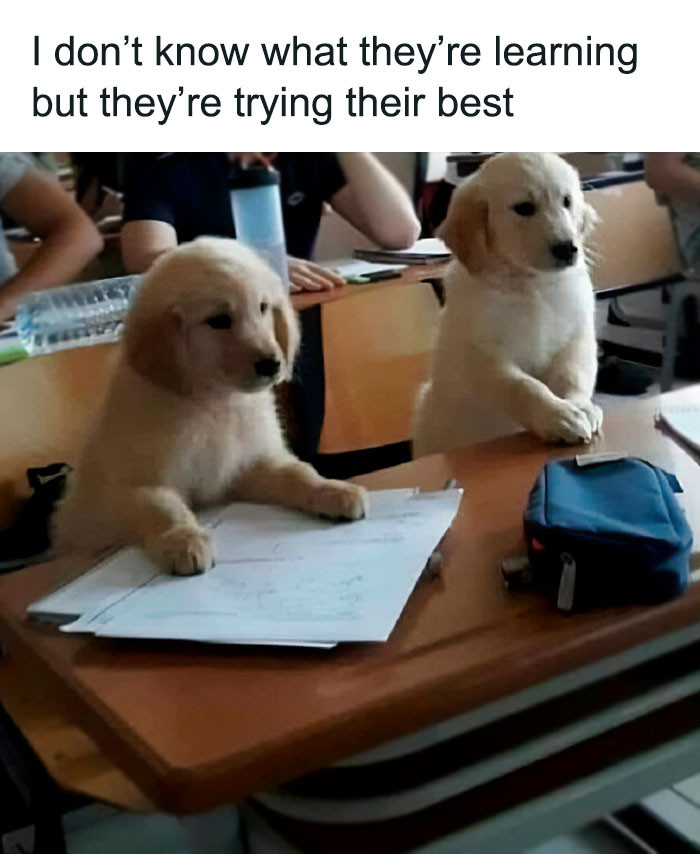 42. Doggos at school.