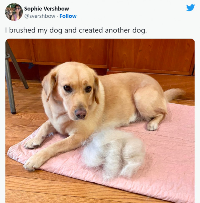 21. How to get another dog