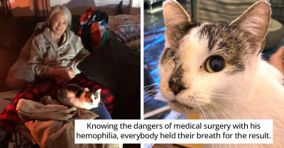 Rescue Organization Discovers Feral Cat Has A Bleeding Disorder After Performing Surgery On Him