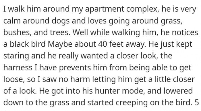 OP let his cat explore a little too much