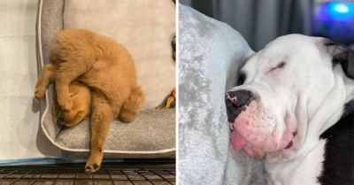 These 20 Pictures Of Dogs Dozing Off Will Warm Your Dog-Loving Heart
