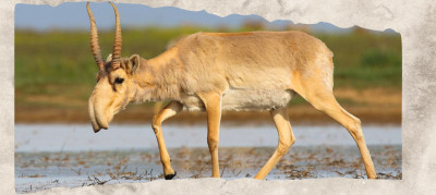12 Animals With Big Noses and What Those Strange Snouts Actually Do
