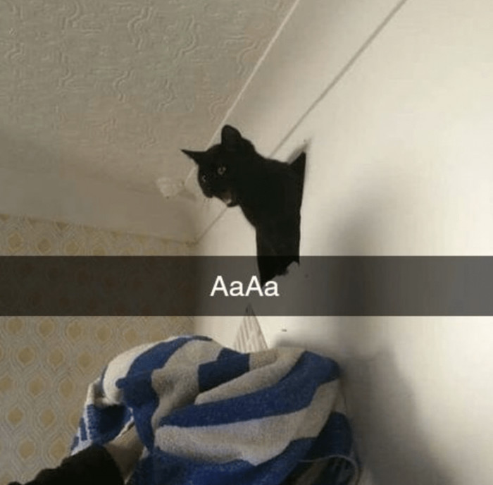 11. This cat is certainly out to give his owner a scare today