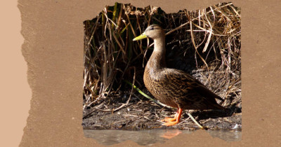 Birds of Mexico: 16 Native and Distinctive Species to Know