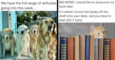 20+ Important Tweets About Cats And Dogs That Might Make Your Day A Little Better