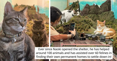 Don’t Stand In The Way Of These Godzilla Giant Cats Who Terrorize Japanese Rail Routes