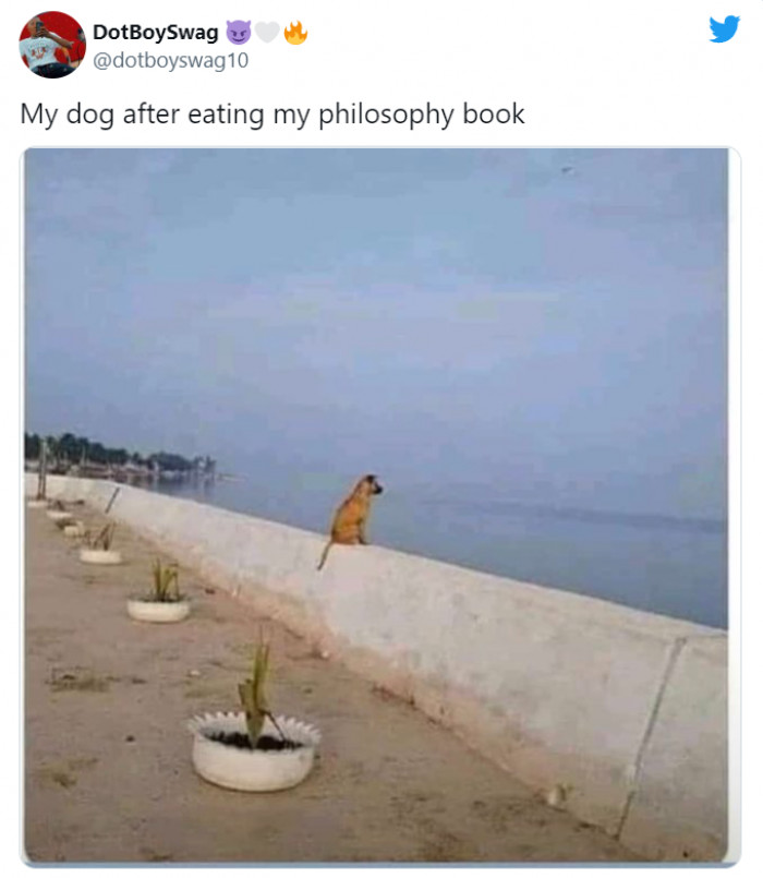 13. "What is the meaning of my existence?" The doggo ponders.