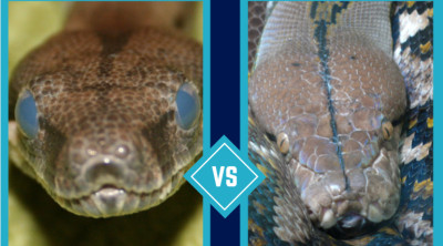Python vs Boa: 7 Differences Between These Constrictors