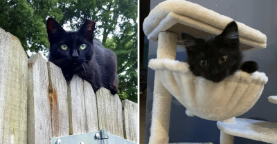 12 Pictures Of Black Cats That Will Make You Want A Dark Knight Of Your Own