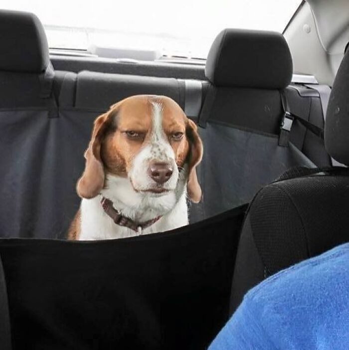"I Think My Dog Is Just Done With Our Trip"