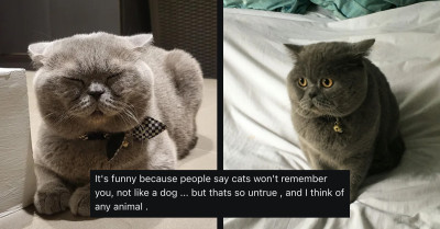 Philip, "The Sad Cat," Is No Longer Upset After Reuniting With His Long-Distance Human After Two Years