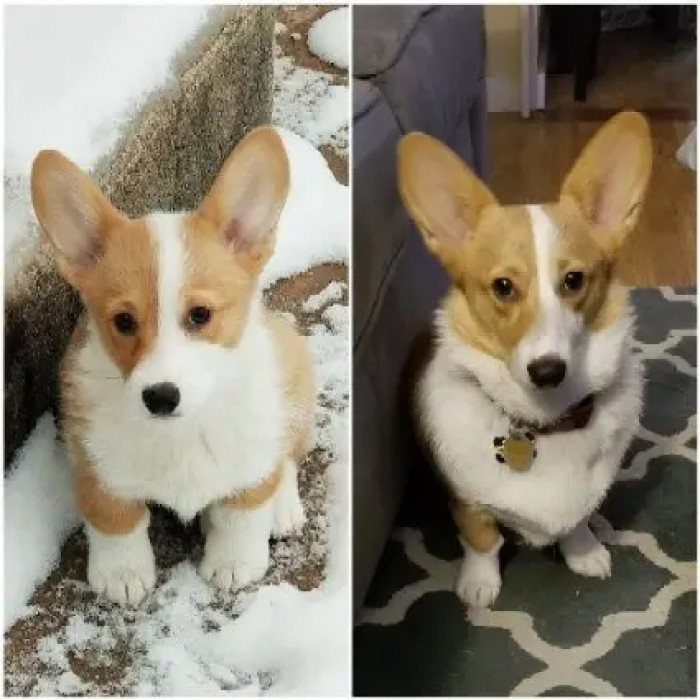 25. Doggo retains the cute factor.