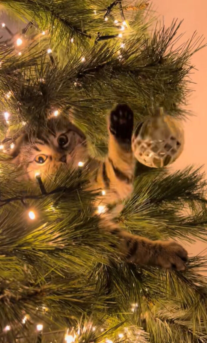 9. They just can’t help it. When you have a kitty at home, your Christmas tree must be explored