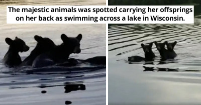 Mother Bear Carries Her Cubs On Her Back As They Cross A Lake