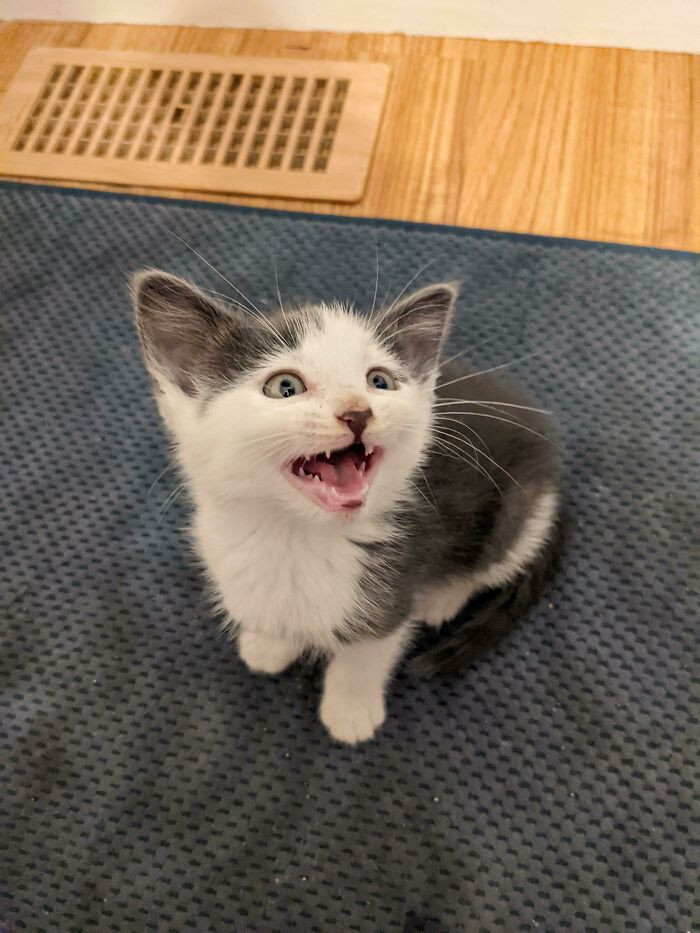 46. "Rescued her 2 weeks ago, and her favorite thing to do is yell at us."