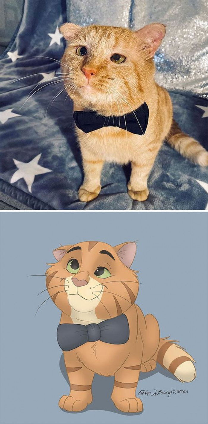 11. @mrwillisthecat would make an awesome Thomas O’malley if Disney ever decides to make an aristocats remake! He’s so handsome, ánd an ex-alley cat, it’s perfect!