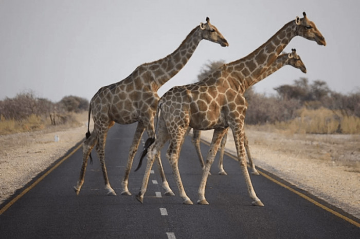 12. Three giraffes chilling in the middle of a road in Namibia.