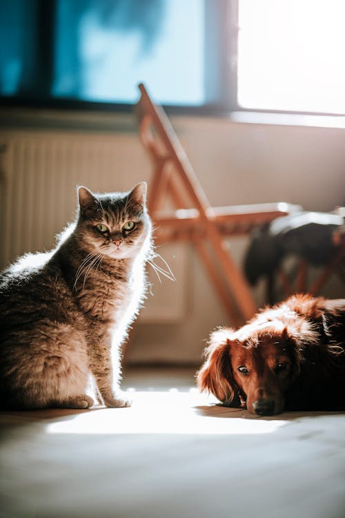 Pets have a unique way of brightening lives, offering comfort, and leaving behind years of cherished memories for their owners.