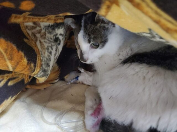 This unfortunate cat suffered greatly and was on the verge of dying