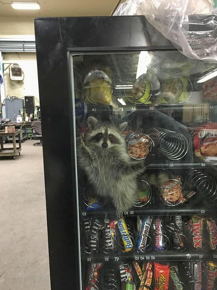 2. Hello, there’s a raccoon at the vending machine; which button do we need to press to get him out?